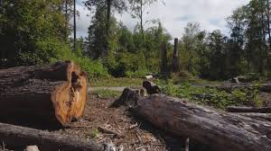 Tree and Shrub Care in Aromas, CA