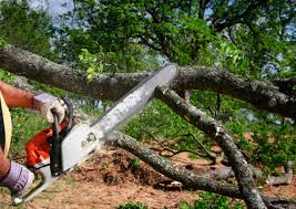 Best Tree Fertilization  in Aromas, CA