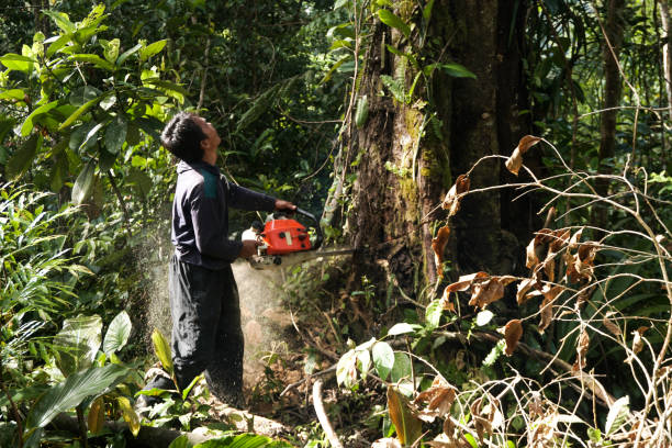 How Our Tree Care Process Works  in  Aromas, CA