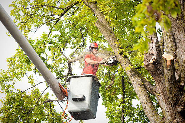 Best Tree Disease Treatment  in Aromas, CA